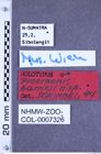 Etiketten zu Procraerus barriesi (NHMW-ZOO-COL-0007326)